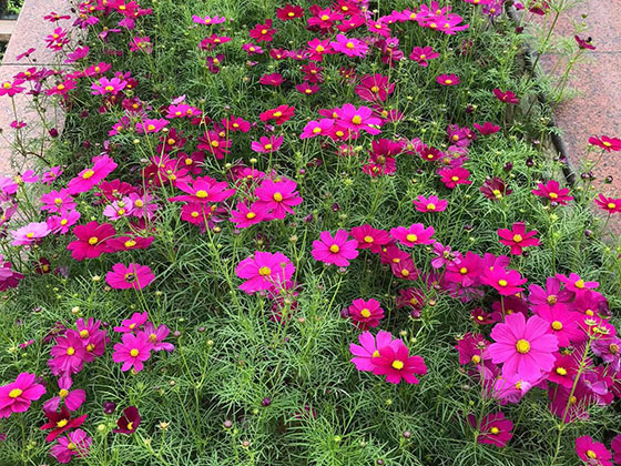 沈阳绿植摆租-宾馆植物摆设租赁